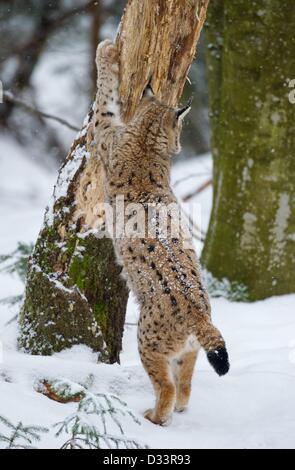 Blick auf ein Eurasischer Luchs (Lynx Lynx) in seinen verschneiten Freigehege im Nationalpark Bayerischer Wald in der Nähe von Neuschoenau, Deutschland, 3. Februar 2013. Foto: Patrick Pleul Stockfoto