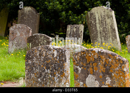 Crustose Flechten (Caloplaca Marina) deckt Grabsteine Stockfoto