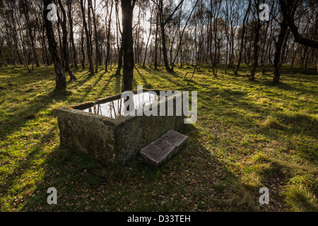 Stein-Trog gefüllt mit Wasser umgeben von Birke Bäume Hintergrundbeleuchtung durch Sonnenlicht im Bolehill Steinbruch Peak District in Derbyshire Stockfoto