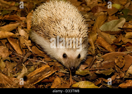 Ein Igel auf Nahrungssuche in Laubstreu Stockfoto