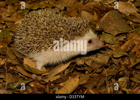 Ein Igel auf Nahrungssuche in Laubstreu Stockfoto