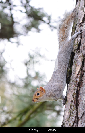 Eine Warnung östlichen Grauhörnchen (Sciurus carolinensis) klettern auf einen Baum in den Botanischen Garten in Glasgow, Schottland, Großbritannien Stockfoto