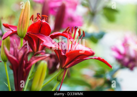 "Black Out" Lilie auf Blumenbeet, Nahaufnahme Stockfoto