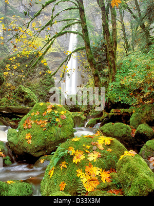 Elowah Wasserfälle und Ahorn Blätter im Herbst Farbe. Columbia River Gorge National Scenic Area. Stockfoto