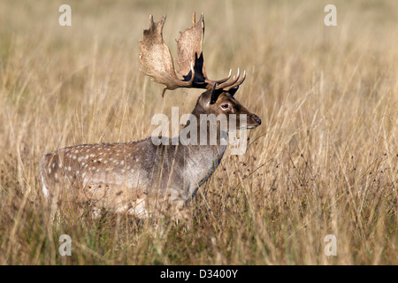 Damhirsch (Dama Dama) Buck in Grünland während der Brunft im Herbst, Dänemark Stockfoto