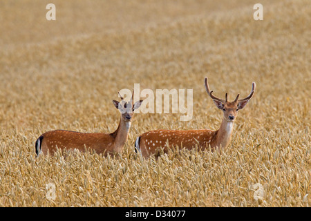 Zwei jungen Damhirsch (Dama Dama) Böcke mit Geweih bedeckt in samt im Weizenfeld im Sommer Stockfoto