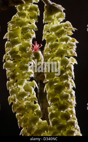 Hazel Blumen (Corylus Avellana) rote weibliche Blüte und männlichen Kätzchen im zeitigen Frühjahr, Nahaufnahme, Dorsert, England, UK Stockfoto