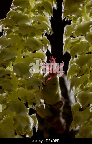 Hazel Blumen: rote weibliche Blüte und männlichen Kätzchen im zeitigen Frühjahr. Dorset. Stockfoto