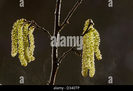 Hazel Kätzchen im zeitigen Frühjahr Pollen für Fremdbestäubung zu vergießen. Dorset. Stockfoto