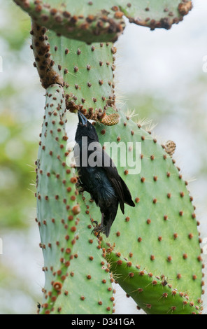 Gemeinsame oder kleinen Kaktus Finch (Geospiza Scandens) auf Prickl Birne, Santa Cruz Island, Galapagos Stockfoto