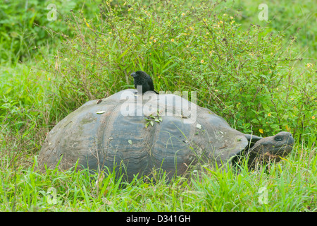 Galapagos-Riesenschildkröte (Chelonoidis Nigra) Wild, mit glatt-billed Ani (Crotophaga Ani), Santa Cruz Island, Galapagos Stockfoto