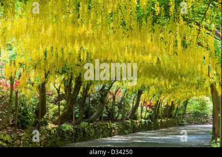 Der berühmte Laburnum-Bogen oder Tunnel in Bodnant Garden, Conwy, North Wales, Großbritannien, ist Ende Mai und Juni von seiner besten Seite Stockfoto