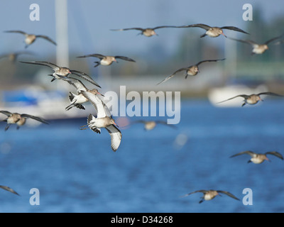 Uferschnepfe im Flug Stockfoto