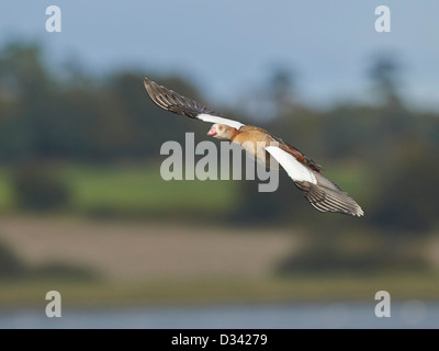 Ägyptische Gans im Flug Stockfoto