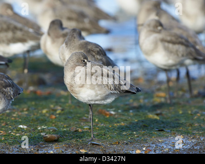 Uferschnepfen Schlafplatz bei Flut Stockfoto