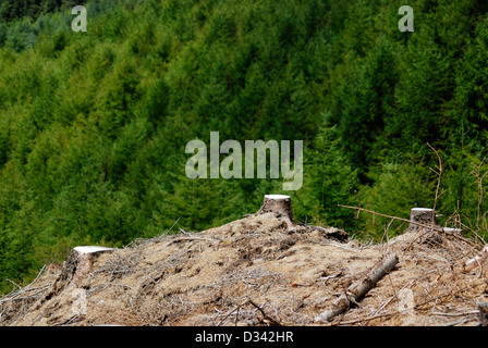 Baumstümpfe aus kürzlich gefällten Kiefern gegen Laub von Kiefernwald gegenübergestellt. Stockfoto