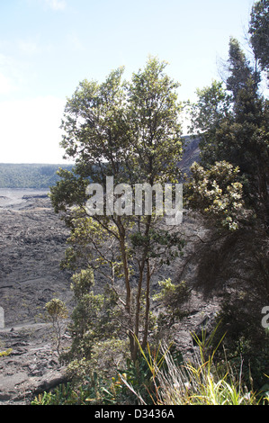 Ansicht des Kilauea Iki Kraterboden aus tropischen Regenwald in Hawaii Vulkan-Nationalpark, Hawaii Stockfoto