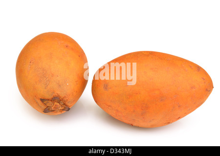 Sapodilla (Manilkara Zapota) mit einem weißen Hintergrund-Nahaufnahme Stockfoto