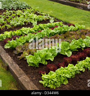 Reihen von Salatpflanzen, die im Gemüsegarten wachsen, Grantham, Lincolnshire, England, Großbritannien Stockfoto