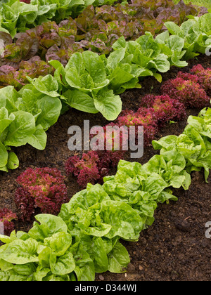 Reihen von Salatpflanzen, die im Gemüsegarten wachsen, Grantham, Lincolnshire, England, Großbritannien Stockfoto