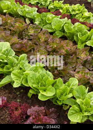 Reihen von Salatpflanzen, die im Gemüsegarten wachsen, Grantham, Lincolnshire, England, Großbritannien Stockfoto