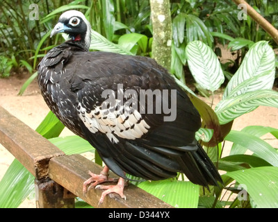 Parque das Aves (Foz do Iguaçu, Bundesstaat Paraná, Föderative Republik Brasilien) Stockfoto