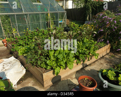 Hochbeet mit Salat, Spinat, Mangold und Pastinake im Garten Gewächshaus Surrey England Stockfoto