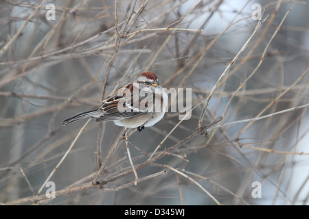 Spatz im Winter am Baum Stockfoto