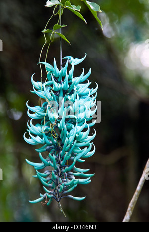 Blue Jade Rebe Strongylodon Macrobotrys Waimea Valley Oahu Hawaii USA Stockfoto