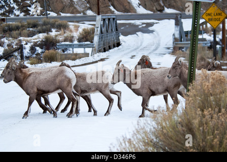 Bighorn Schafe Ovis Canadensis Lake County Colorado USA Stockfoto