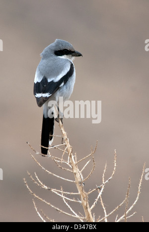 Unechte Shrike Lanius sich Joshua Tree Nationalpark Kalifornien USA Stockfoto