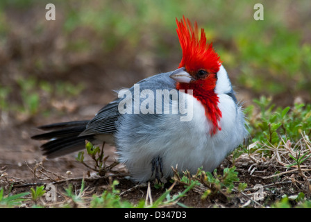 Rot-Crested Kardinal Paroaria Coronata Oahu Hawaii USA Stockfoto