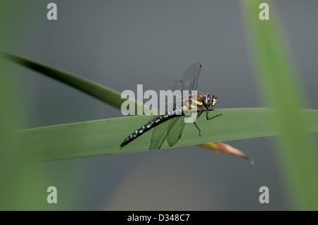 Migrant Hawker (Aeshna Mixta) Seaton Sümpfe Naturschutzgebiet, Seaton, Devon, UK. Stockfoto