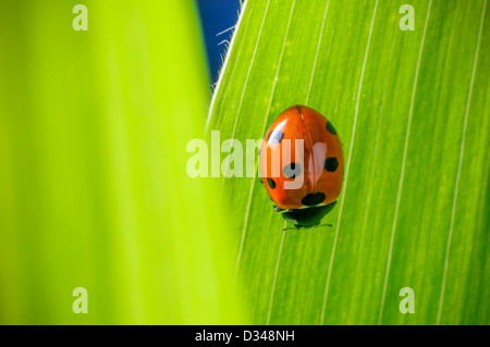 7-Punkt-Marienkäppchen (coccinella septempunctata) in einem Garten in Exeter, Devon, Großbritannien. Stockfoto