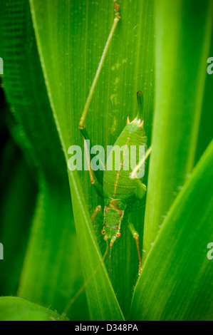 Speckled Bush Cricket, Leptophyes Puctatissima, in einem Garten in Exeter, Devon, UK. Stockfoto