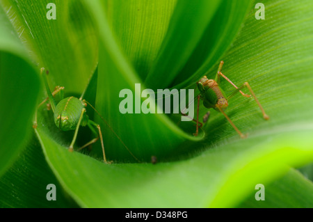 Speckled Bush Cricket, Leptophyes Puctatissima, in einem Garten in Exeter, Devon, UK. Stockfoto