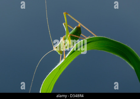 Speckled Bush Cricket, Leptophyes Puctatissima, in einem Garten in Exeter, Devon, UK. Stockfoto