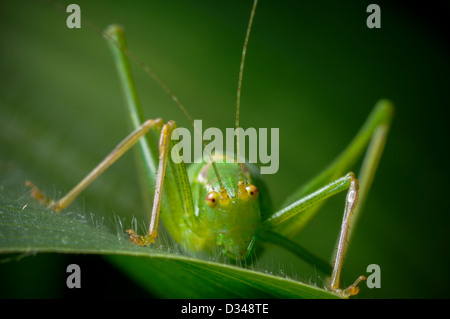 Speckled Bush Cricket, Leptophyes Puctatissima, in einem Garten in Exeter, Devon, UK. Stockfoto