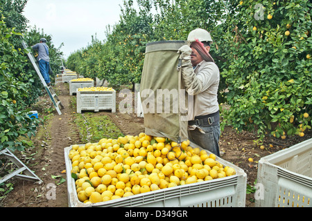 Zitrone-Ernte, Arbeiter Hinterlegung Zitronen "Lissabon" Auswahl in Feld bin. Stockfoto