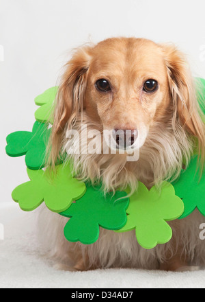 Hund trägt Kleeblätter für St. Patricks Day. Stockfoto
