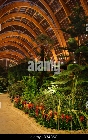 Sheffield Winter Gardens Innenarchitektur Stockfoto