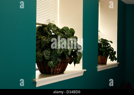 Pflanzen auf breite Fensterbank. Stockfoto