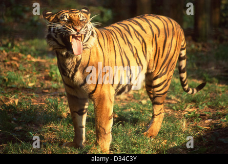 Bengal Tiger in London Zoo, Regents Park, London, Greater London, City of Westminster, England, Vereinigtes Königreich Stockfoto