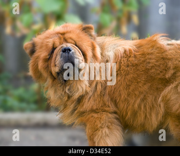 Der Hund Rasse "Chow-chow" vor der Kamera posiert Stockfoto