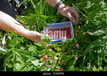 Wilde Himbeeren pflücken. Alaska. USA Stockfoto