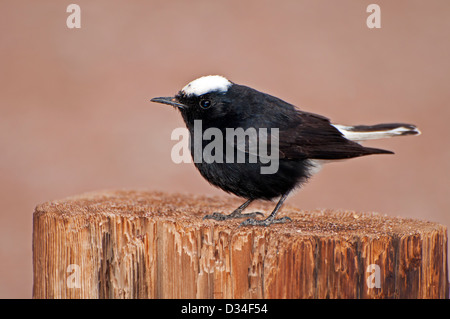 White-crowned Steinschmätzer stehend auf einem Baumstumpf Stockfoto