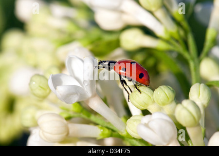 die Marienkäfer schleicht auf Blumen Stockfoto