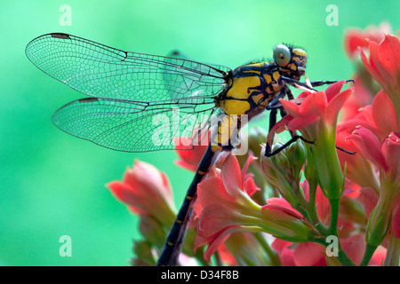 Libelle auf eine schöne rote Blume Stockfoto