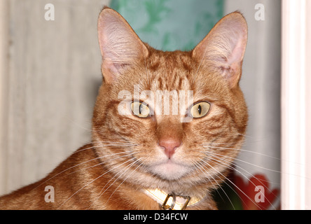 Ingwer Katze Kopf und Gesicht Stockfoto