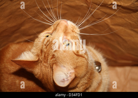 Ingwer Katze nachschlagen Stockfoto